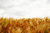 Wheat
