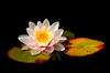Waterlily
