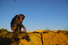 Planet of the apes