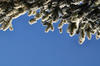 Branch