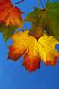 Leafs