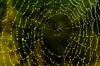 Spider web