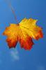 Leafs
