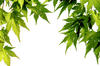 Foliage