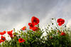 Poppies