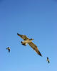 gulls
