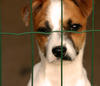 sad dog