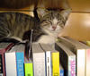 book cat