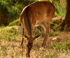 deer 1