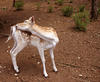 deer 3