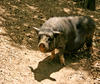 pig