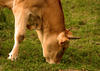cow 2
