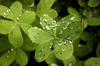 dew
