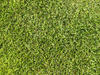 grass 1