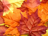 autumn leafs