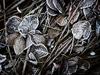 winter texture