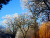 winter landscape