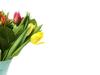 tulip