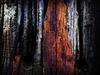 old wood