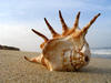shell on the beach