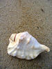 conch