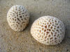 corals