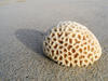 coral