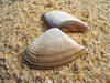 clamshell