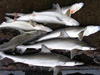 baby sharks