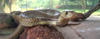 Indian cobra