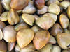 clams