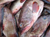 Grouper Fish