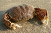Crab