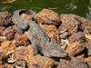 crocodile basking in the sun