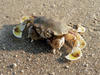 Crab on the sands