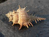 Sea Shell on the rock