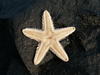 Star fish