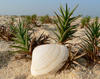 Sea Shell and Grass