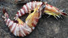 Shrimp