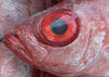 bloodshot eyes