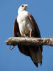 Kite