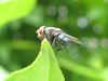 common blow-fly