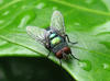 common blow-fly