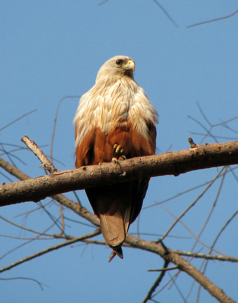 brahminy kite falconer