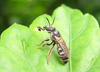 Honey Bee
