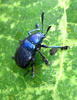 Exotic bug