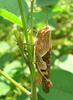 grasshopper