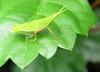 grasshopper