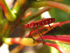 red bug