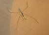 Pond Skater